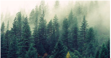 environment