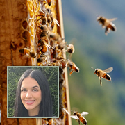 World Honeybee Day: Raising Awareness about the Importance of Honeybees